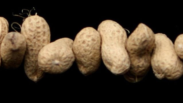 Peanut Allergy Sufferers Warned To Avoid Mustard After Contamination Scare