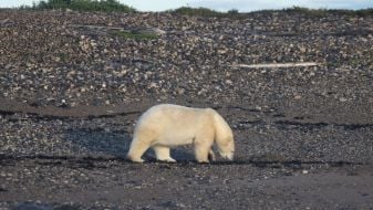 Police Shoot Rare Polar Bear Spotted Outside Cottage In Iceland Village