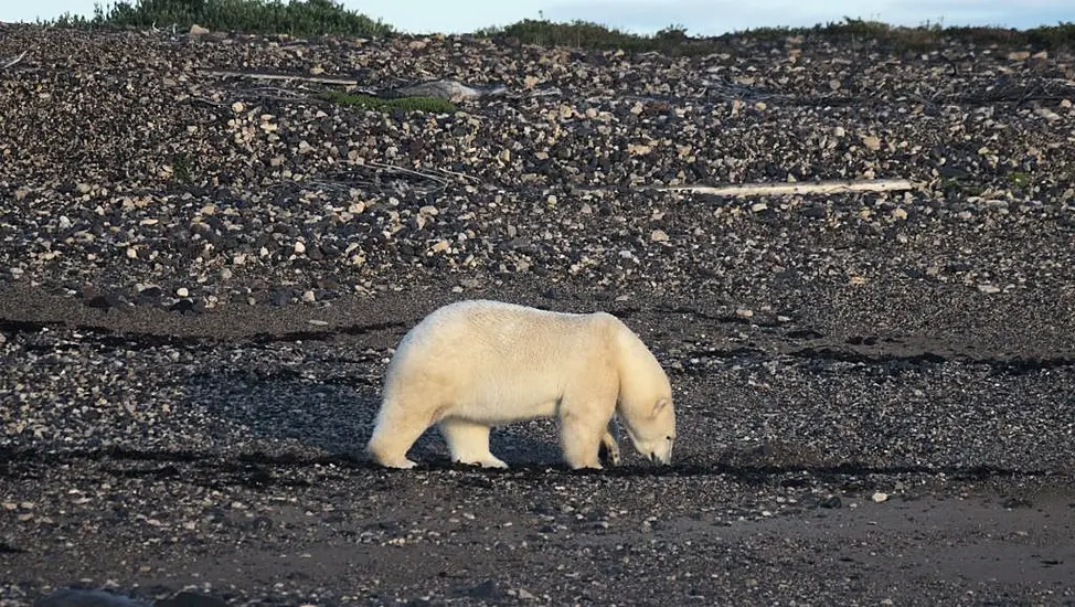 Police Shoot Rare Polar Bear Spotted Outside Cottage In Iceland Village