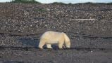 Police Shoot Rare Polar Bear Spotted Outside Cottage In Iceland Village