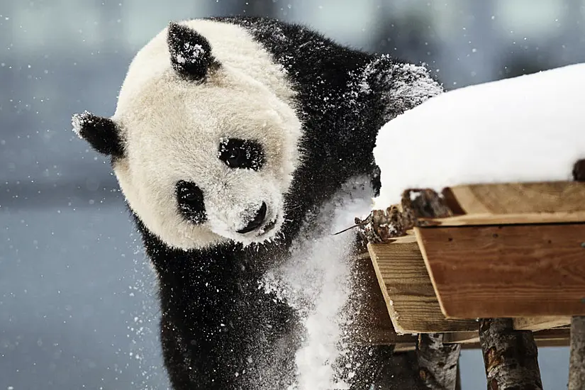 Zoo In Finland Returning Giant Pandas To China As They Are Too Expensive To Keep