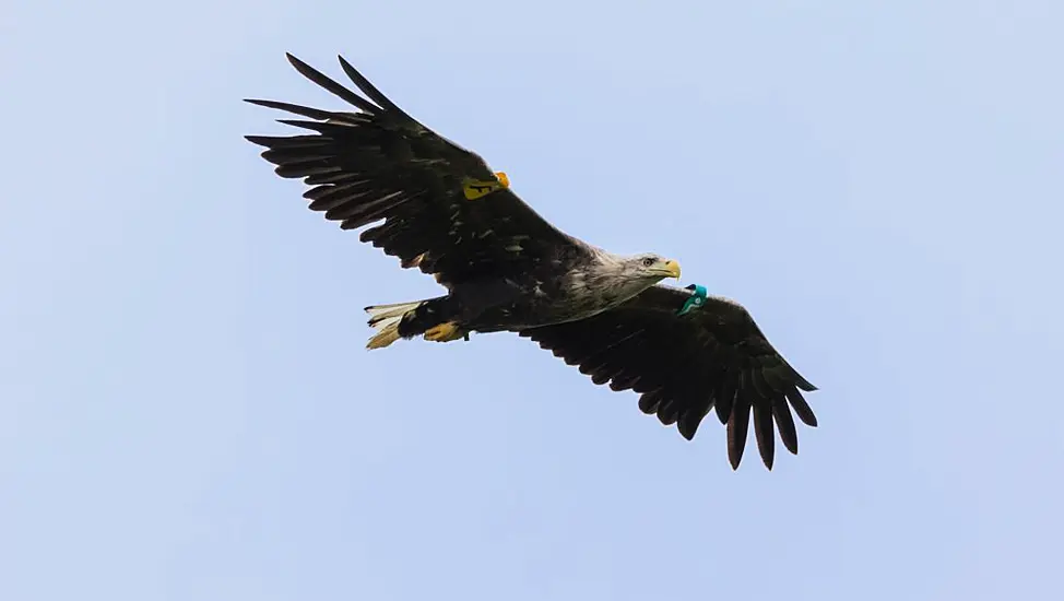 White-Tailed Eagles Breed In Northern Ireland For First Time In 150 Years