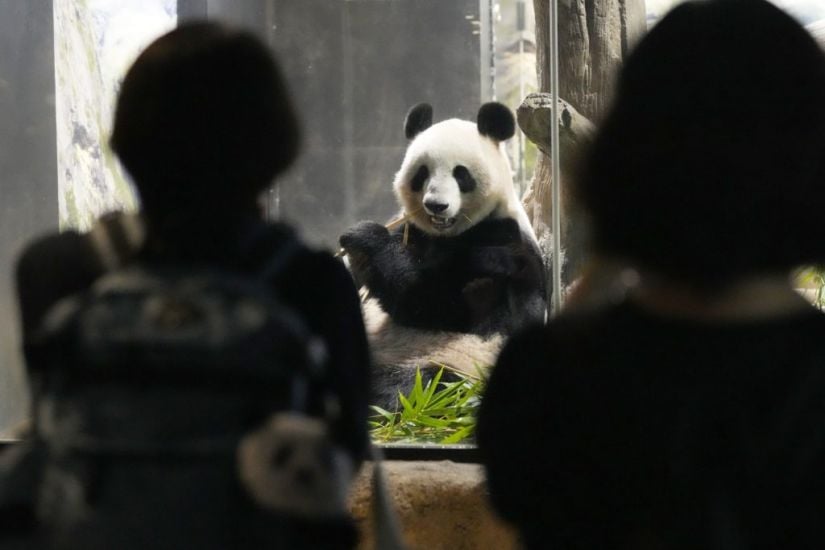 Tearful Japanese Queue For Hours To Bid Farewell To Pandas