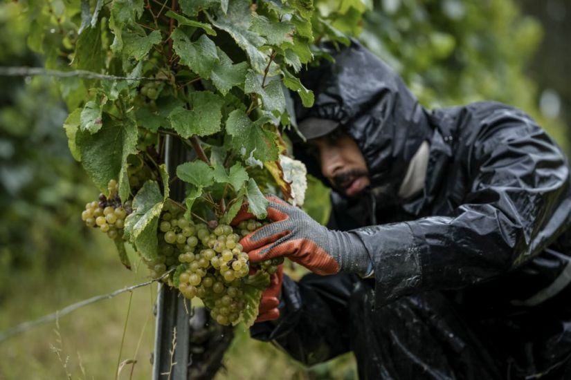 Harsh Weather As Climate Changes Brings Challenges To French Wine Country