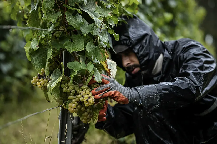 Harsh Weather As Climate Changes Brings Challenges To French Wine Country