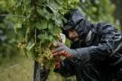 Harsh Weather As Climate Changes Brings Challenges To French Wine Country