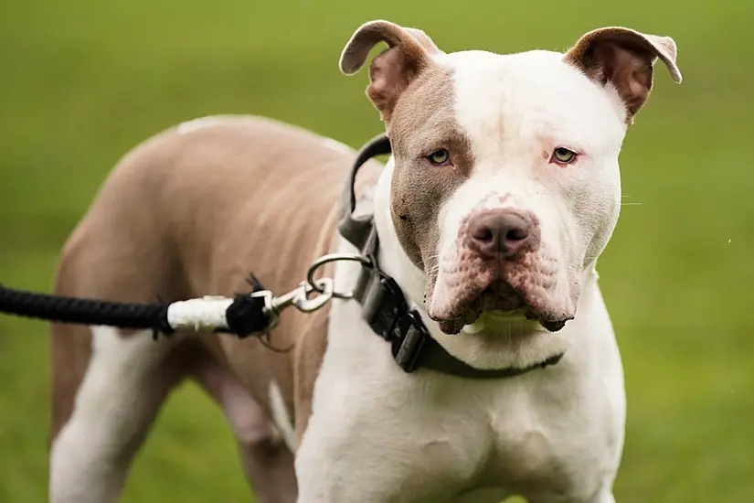 Animal Charities Seek Court's Intervention Ahead Of Ban On Them Rehoming Xl Bullies