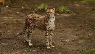 Cheetah From Fota Wildlife Park Dies At Edinburgh Zoo After Short Illness