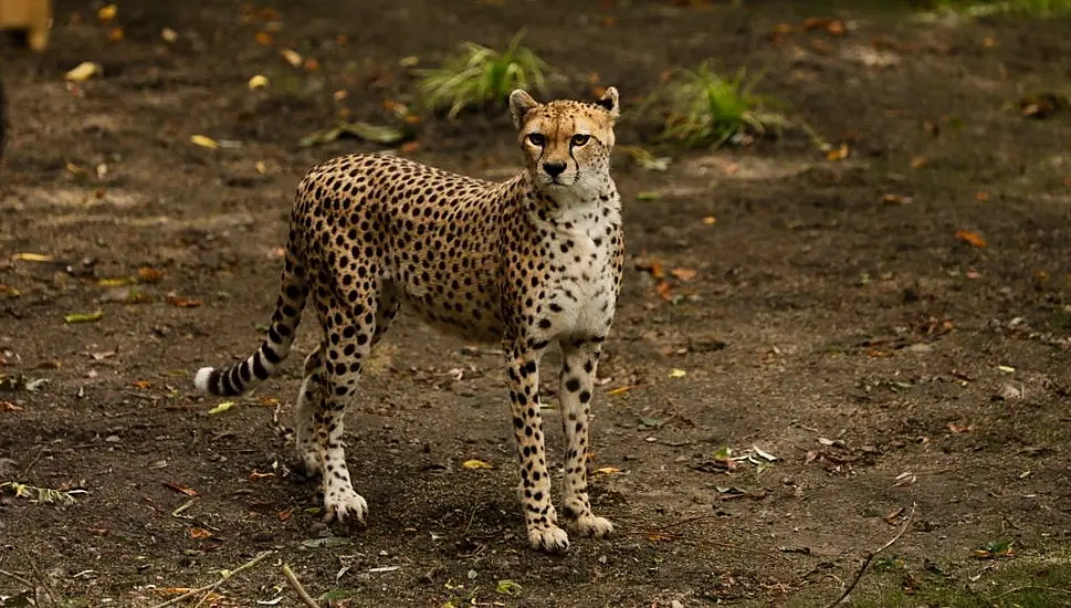 Cheetah From Fota Wildlife Park Dies At Edinburgh Zoo After Short Illness