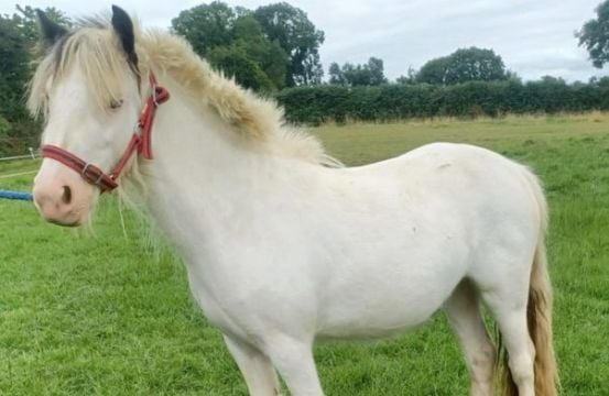 Wexford Man Convicted Of Cruelty To A Pony An Ordered To Pay Fines Of €8K