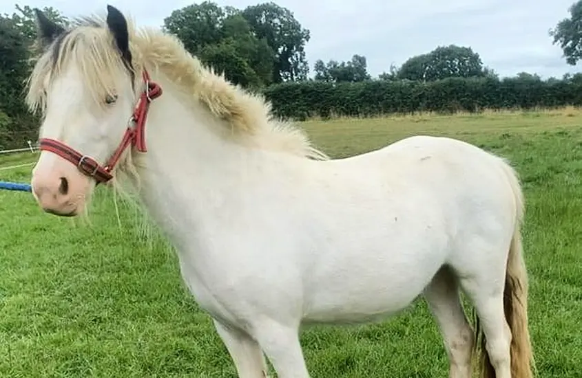 Wexford Man Convicted Of Cruelty To A Pony An Ordered To Pay Fines Of €8K