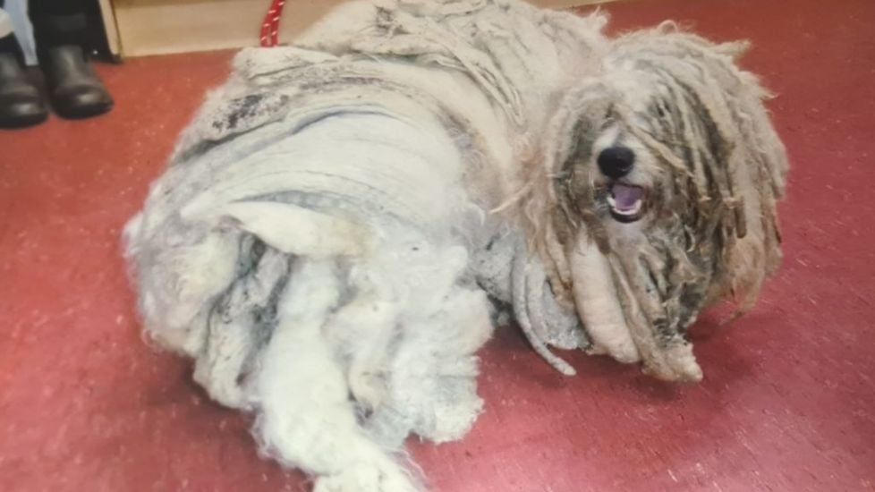 Filthy Dog With '12-Inch Dreads' Could Not Walk Straight After Living In Cage, Court Told