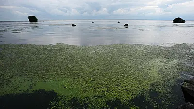 Blue-Green Algae On Ireland'S Largest Lake To Be Observed From Space