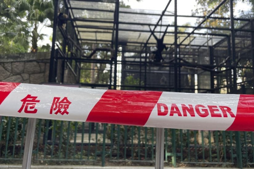 Hong Kong Zoo Probes Deaths Of Nine Monkeys In Two Days