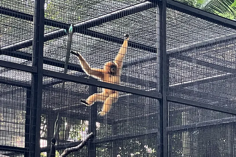 Monkeys Who Died In Hong Kong Zoo Had Bacterial Infection – Officials