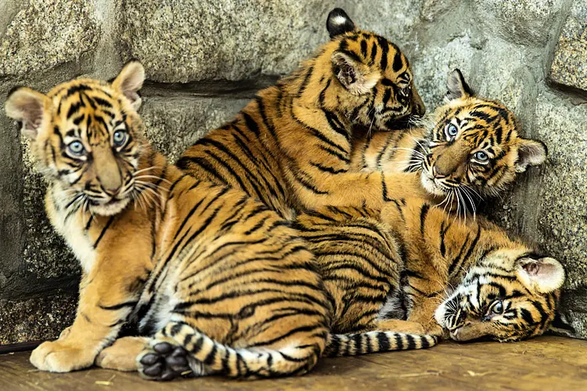 Polish Zoo Celebrates Birth Of Four Sumatran Tiger Cubs