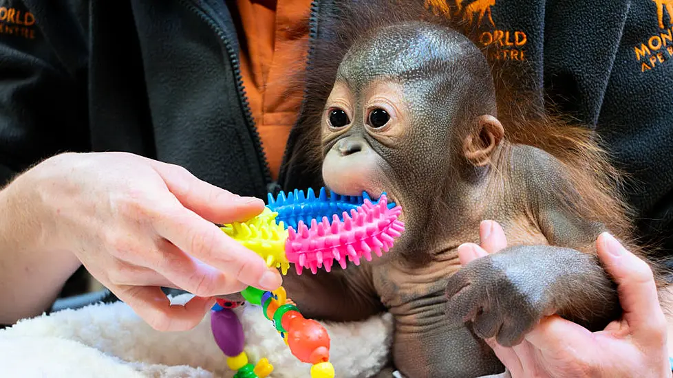 Baby Orangutan Born In Dublin Zoo Is Moved To Monkey Sanctuary In England