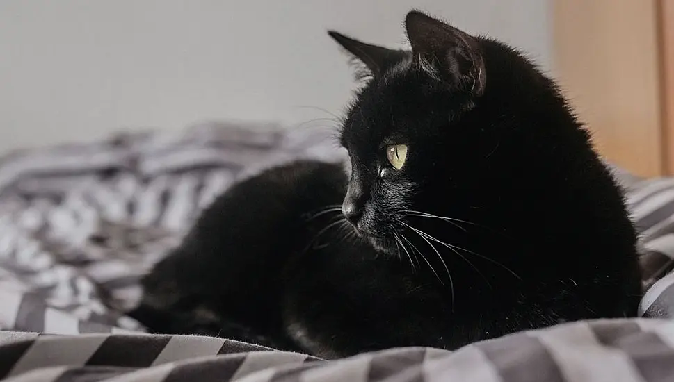 Dspca Asks People To Look Past Superstition And Adopt Black Cats