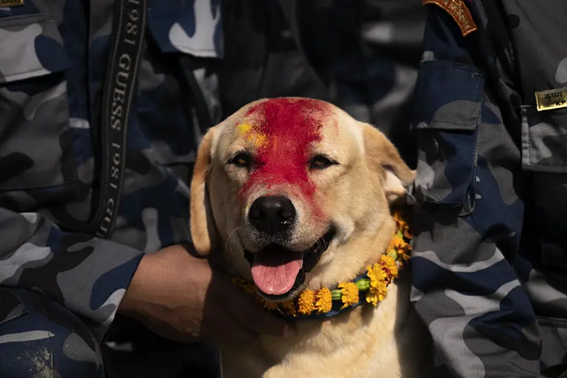 In Pictures: Treats For Beloved Dogs In Nepal’s Annual Kukur Puja Festival