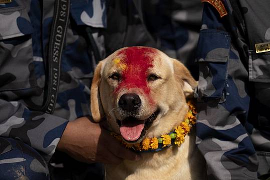 In Pictures: Treats For Beloved Dogs In Nepal’s Annual Kukur Puja Festival