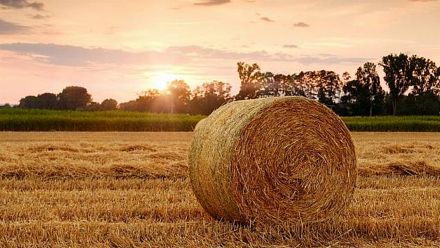 Agricultural Land Sold For Median Price Of Over €9K Per Acre Last Year - Cso