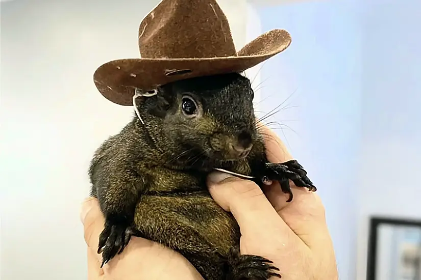 Instagram Famous Squirrel Euthanised After Being Seized By Us Authorities