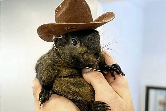 Instagram Famous Squirrel Euthanised After Being Seized By Us Authorities