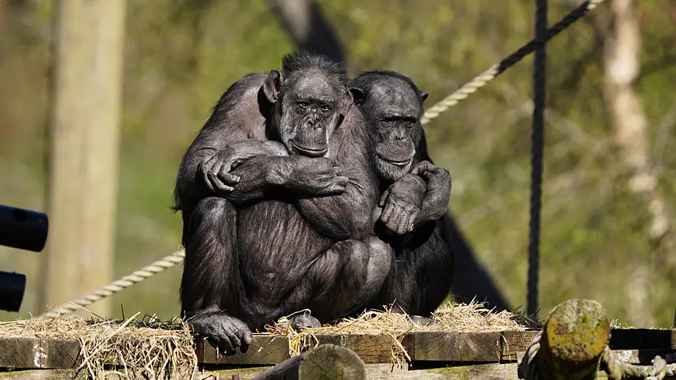 Monkeys Will Never Be Able To Write Shakespeare’s Entire Works, Study Finds