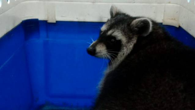 Racoon Found ‘No Worse For Wear’ But Search Continues For Trio Still Missing From Uk Zoo