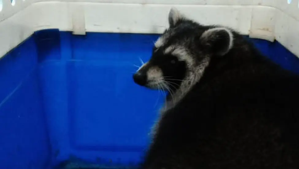 Racoon Found ‘No Worse For Wear’ But Search Continues For Trio Still Missing From Uk Zoo