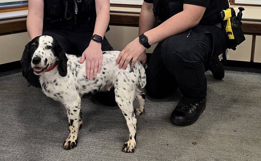 Dog Reunited With Owners Eight Years After Being Stolen