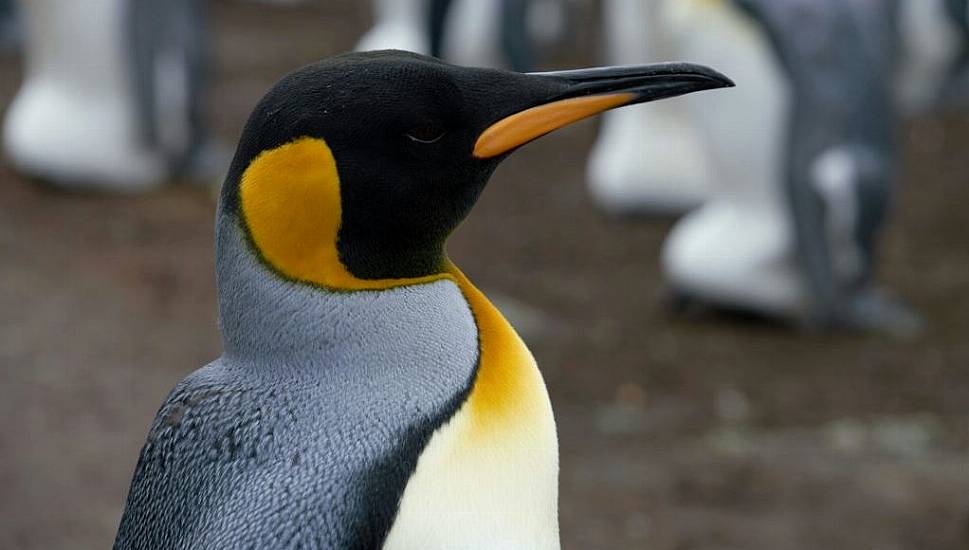 Penguin Swims From Antarctica To Australia On 3,400Km Journey