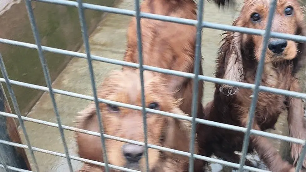 Couple Who Operated Cork Puppy Farm Facing Fines And Costs Of More Than €20,000