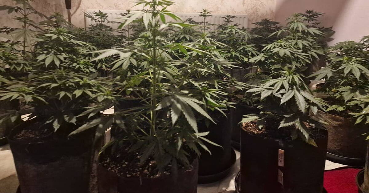 Two people arrested after over €100,000 of cannabis seized in Cavan