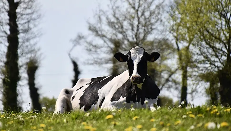 Plans To Protect Irish Livestock Amid Foot-And-Mouth Disease Outbreak In Germany