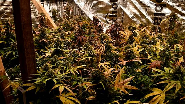 Man Arrested After Gardaí Discover Cannabis Farm Inside South Dublin Home