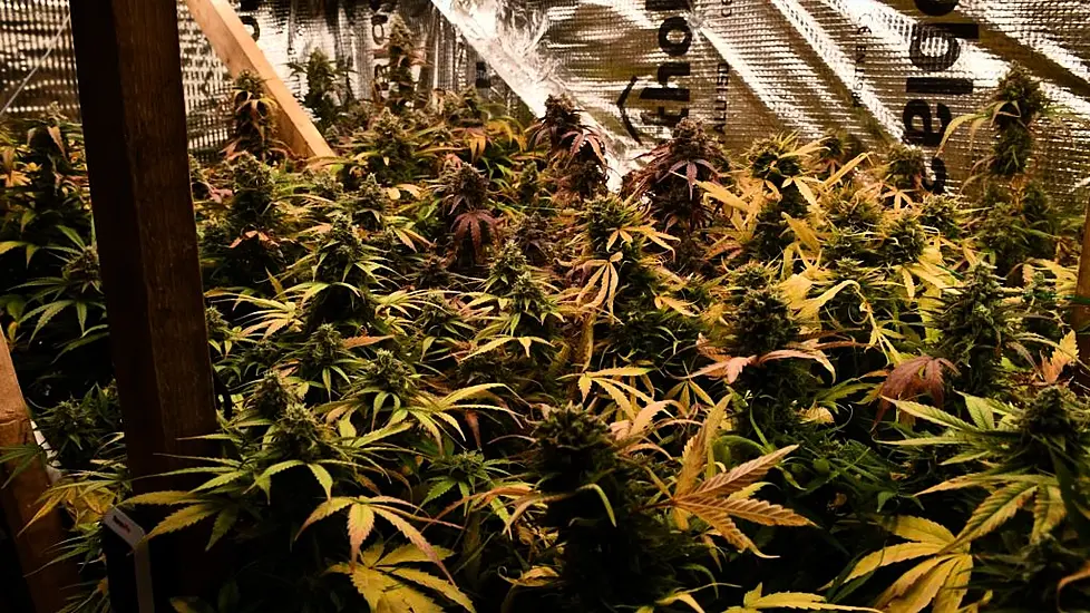 Man Arrested After Gardaí Discover Cannabis Farm Inside South Dublin Home