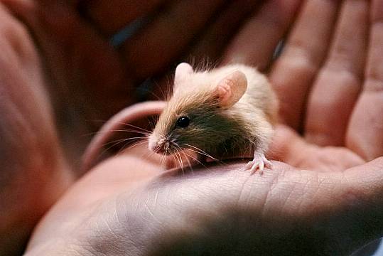 Multiplying Mice Give Animal Shelter A Great Big Headache