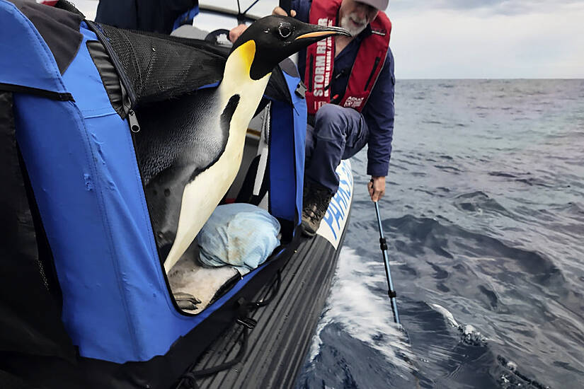 Emperor Penguin Released At Sea 20 Days After Waddling Onto Australian Beach