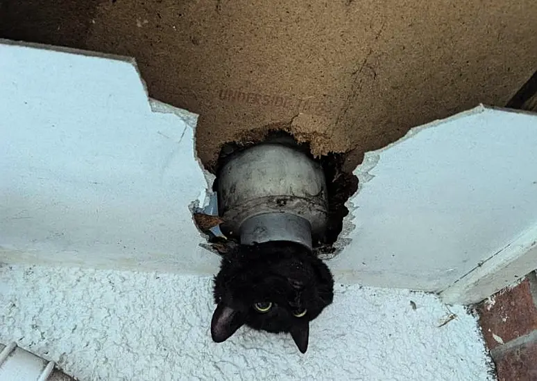 Cat Wedged Inside Drainpipe Found With Head Poking Out Of Tube