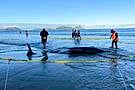 New Zealanders Help To Save 30 Whales After A Pod Strands On A Beach