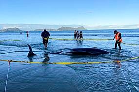 New Zealanders Help To Save 30 Whales After A Pod Strands On A Beach