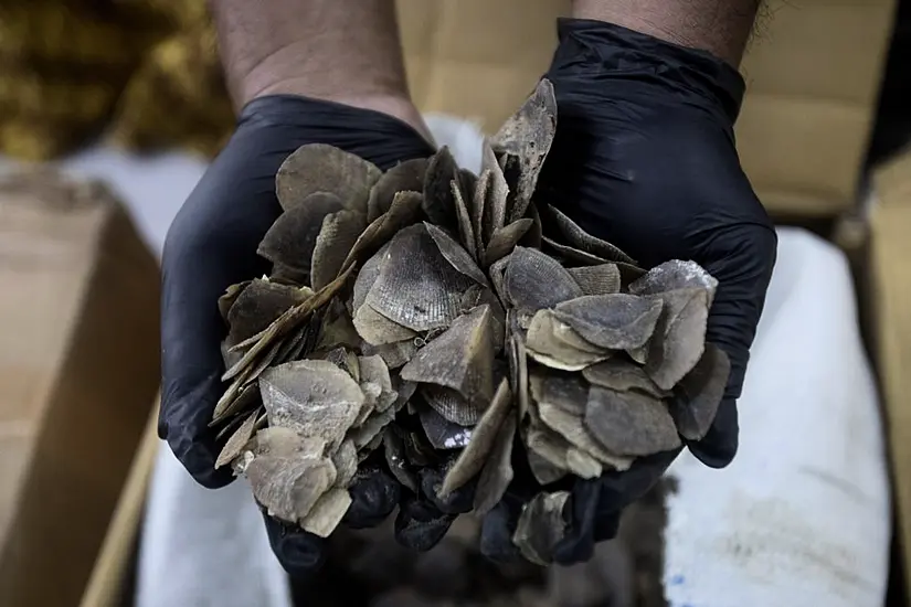 Indonesia Seizes Ton Of Endangered Pangolin Scales Meant For Chinese Clients