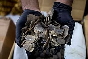 Indonesia Seizes Ton Of Endangered Pangolin Scales Meant For Chinese Clients