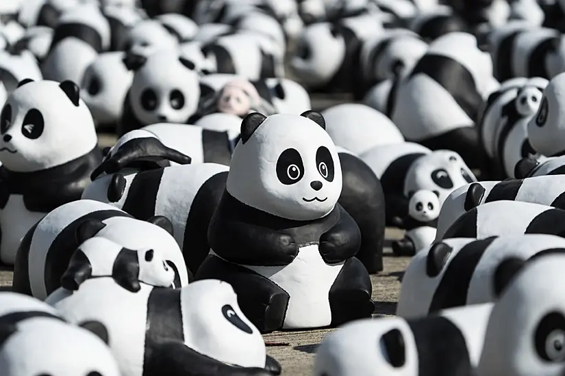 Hong Kong Launches Panda Sculpture Tour Amid Tourism Drive