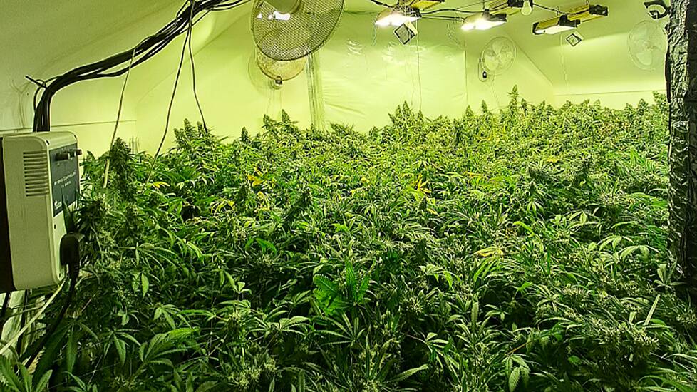 One Arrest After ‘Cannabis Factory’ Discovered In Co Tyrone