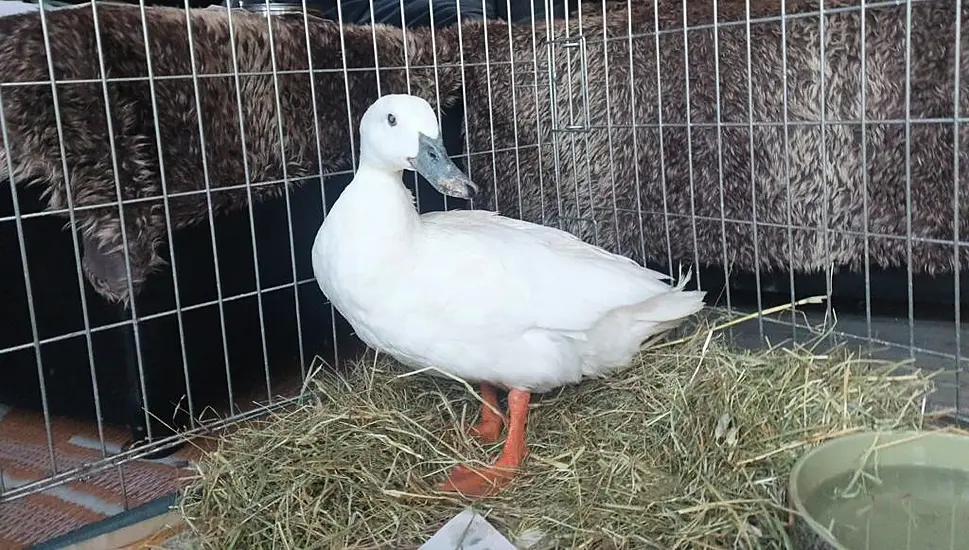 Blind Duck Adopted After Being ‘Bullied’ By Other Ducks