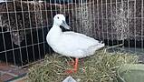 Blind Duck Adopted After Being ‘Bullied’ By Other Ducks