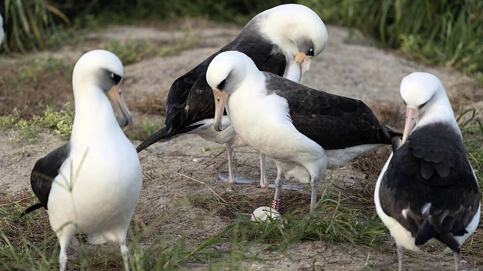 World’s Oldest Known Wild Bird Lays An Egg – Her 60Th – At The Age Of 74