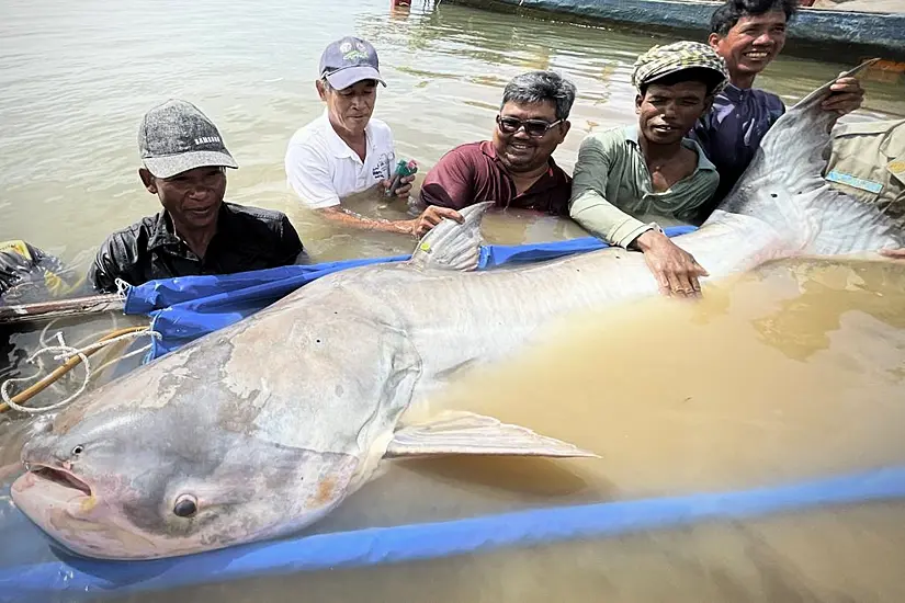 Catching Six Mekong Giant Catfish Is Sign Of Hope For Species – Conservationists